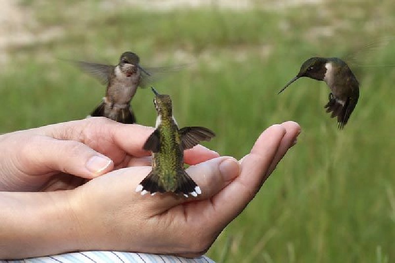 2011/08(Aug)/Hummingbirds/800x600_2011-08-Hummingbirds  5.jpg.jpg